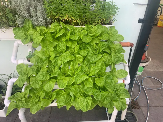 Horta com alface hidroponico